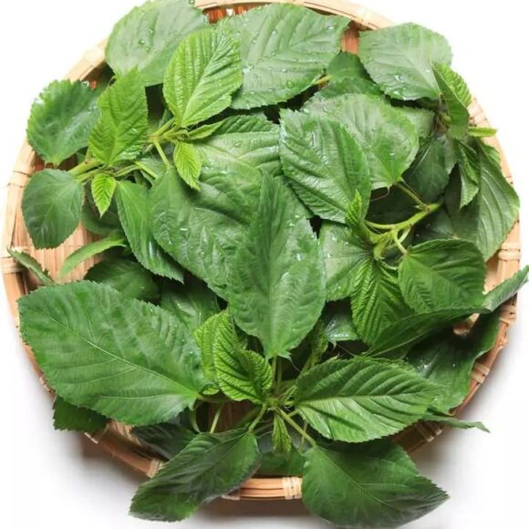 Molokhia