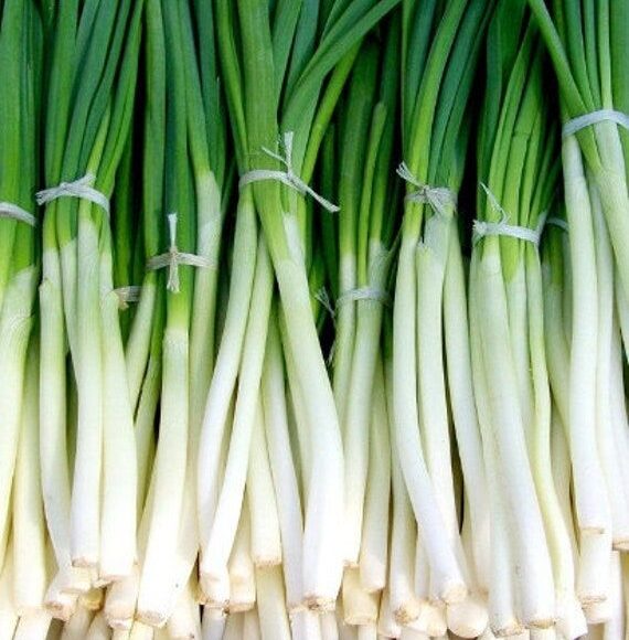 onion spring